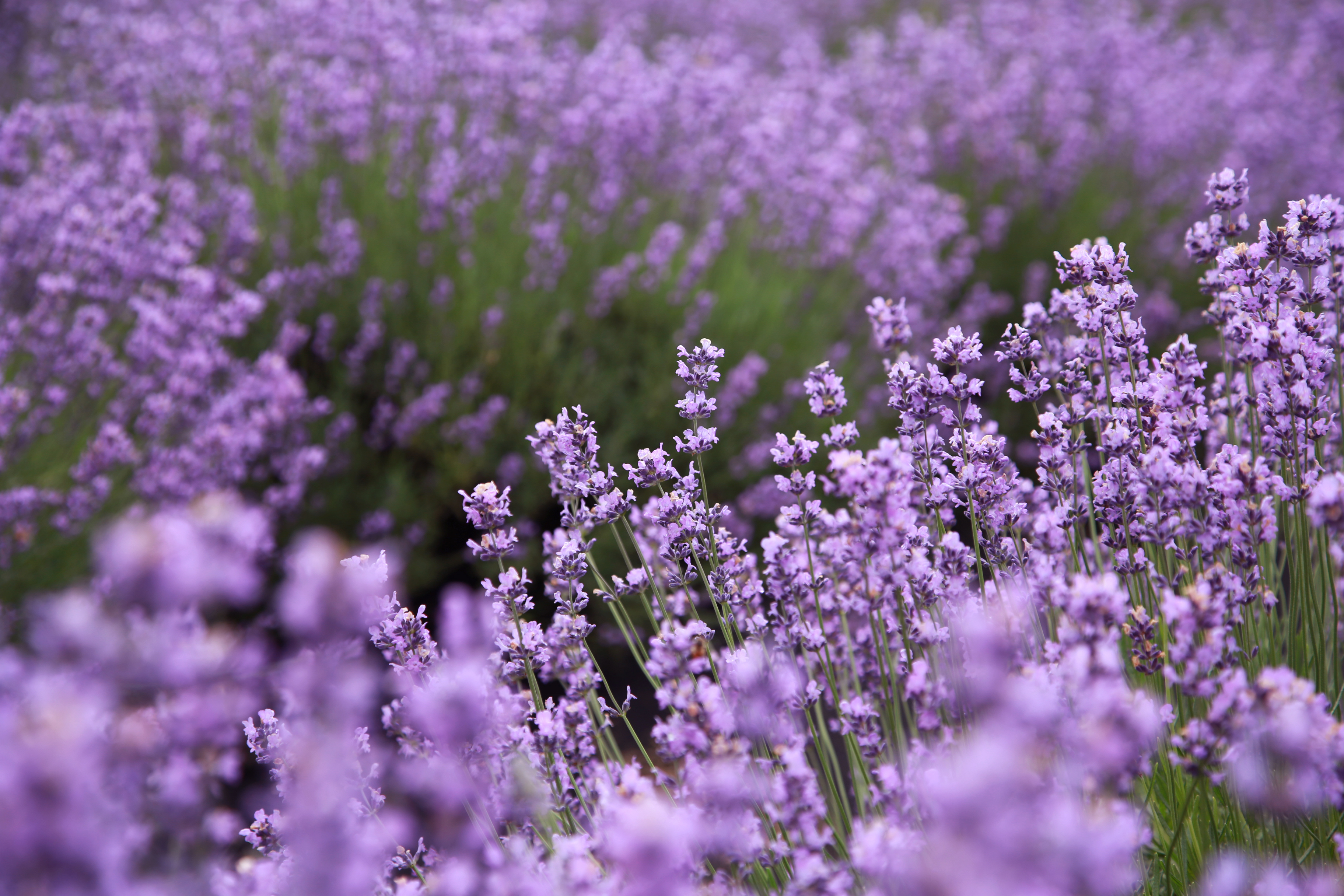 보랏빛 향기로 물든 보롬왓 라벤더 농장 인생 사진 명소 by 피어나네 저작권 없는 고화질 무료 이미지 바로가기