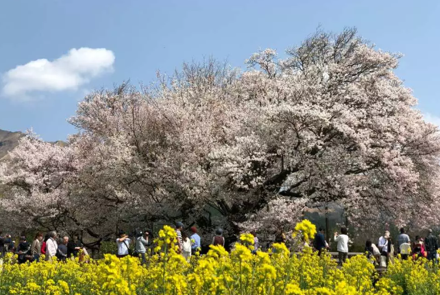 미리 준비하는 2024 일본 벚꽃 여행 꿀팁 할인쿠폰