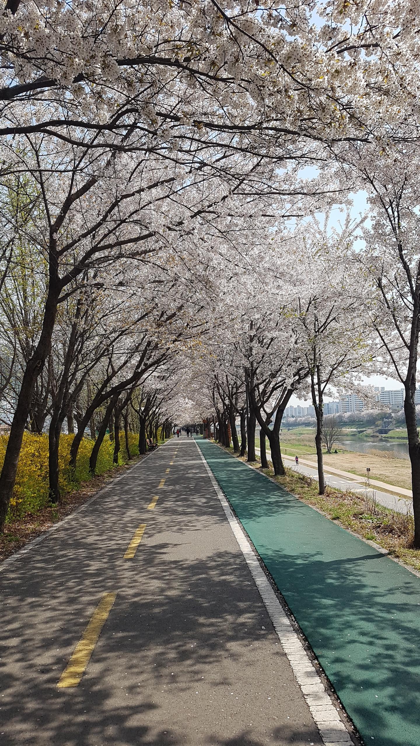 천안벚꽃명소