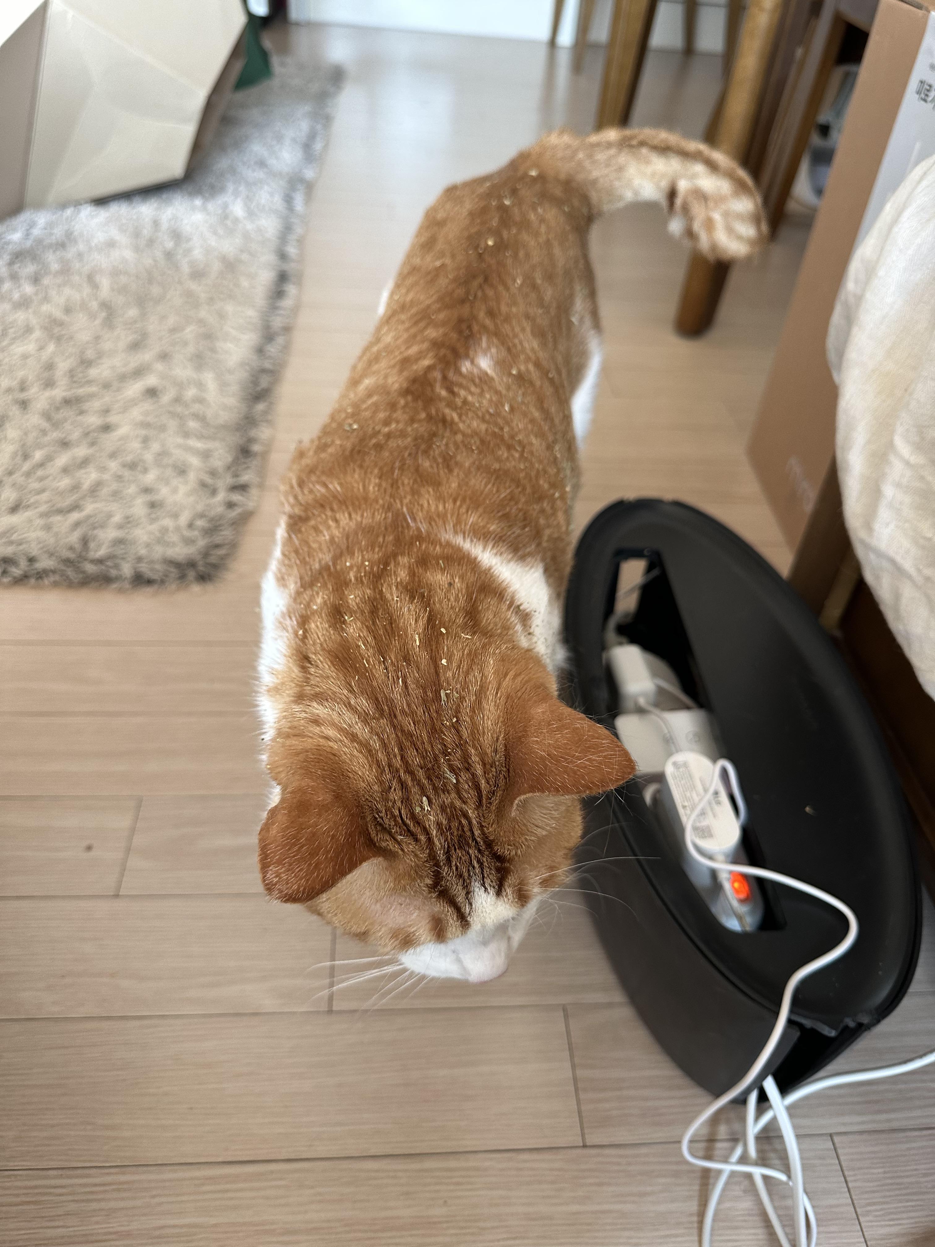 캣닢파티! (feat.냥냥이들이 즐거울수록 집사는 일이 많아진다)