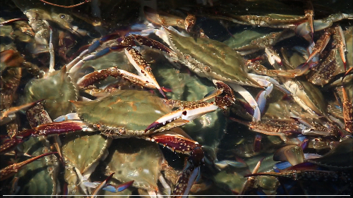 꽃게 제철은 언제 