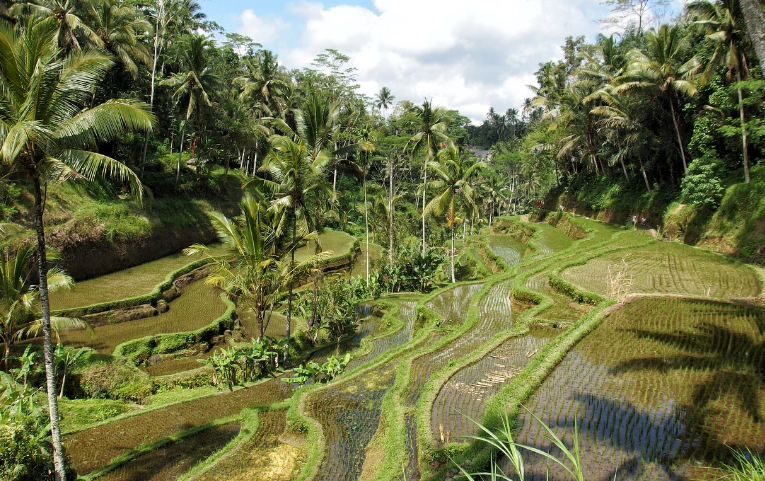 발리 우붓 숙소