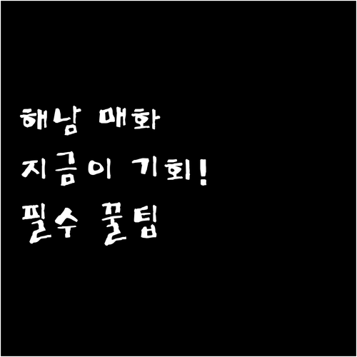 3월 해남 여행 보해매실농원 매화 개..