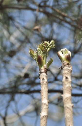 건강에 도움 되는 봄나물, 드룹