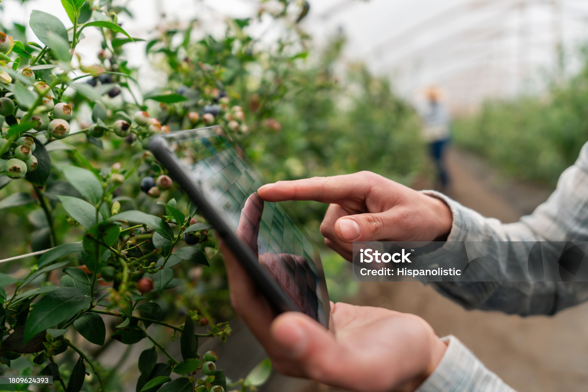 스마트팜 - 수경재배 영양액