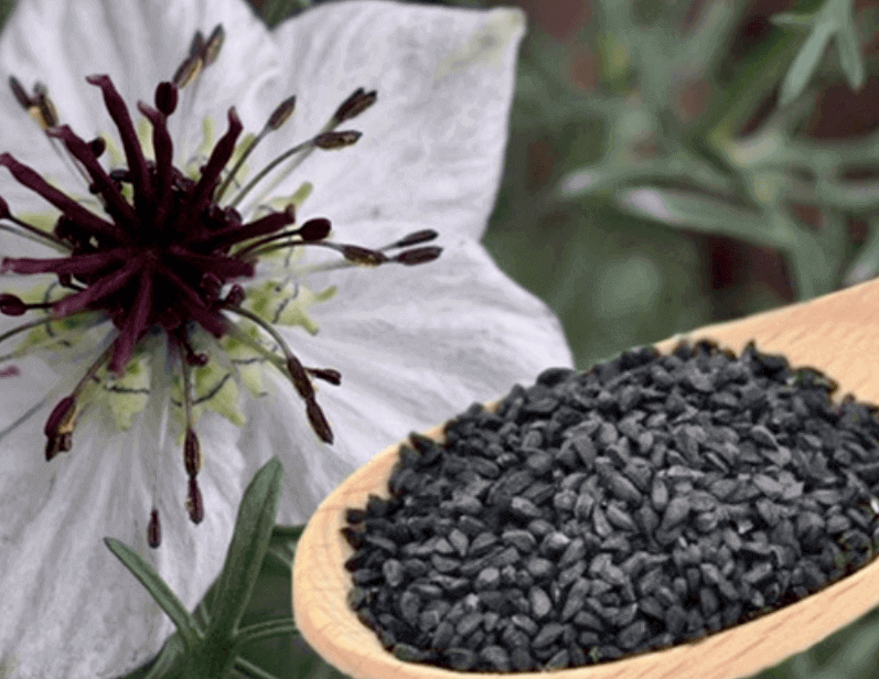 염증 제거에 효과적인 블랙커민씨드