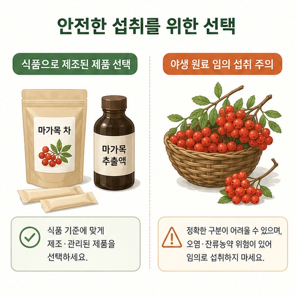식품으로 제조된 마가목 제품과 야생 마가목을 비교해 식용 제품을 선택하고 야생 원료의 임의 섭취를 피하도록 안내한 이미지