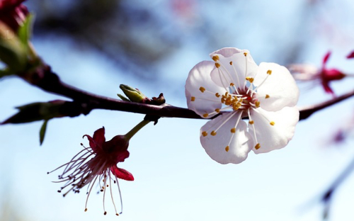 봄맞이 국내여행! 3월에 딱 좋은 명소