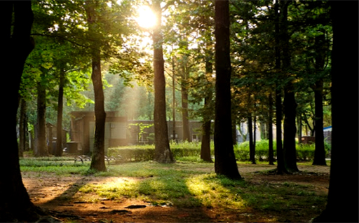 양재 시민의 숲 전경