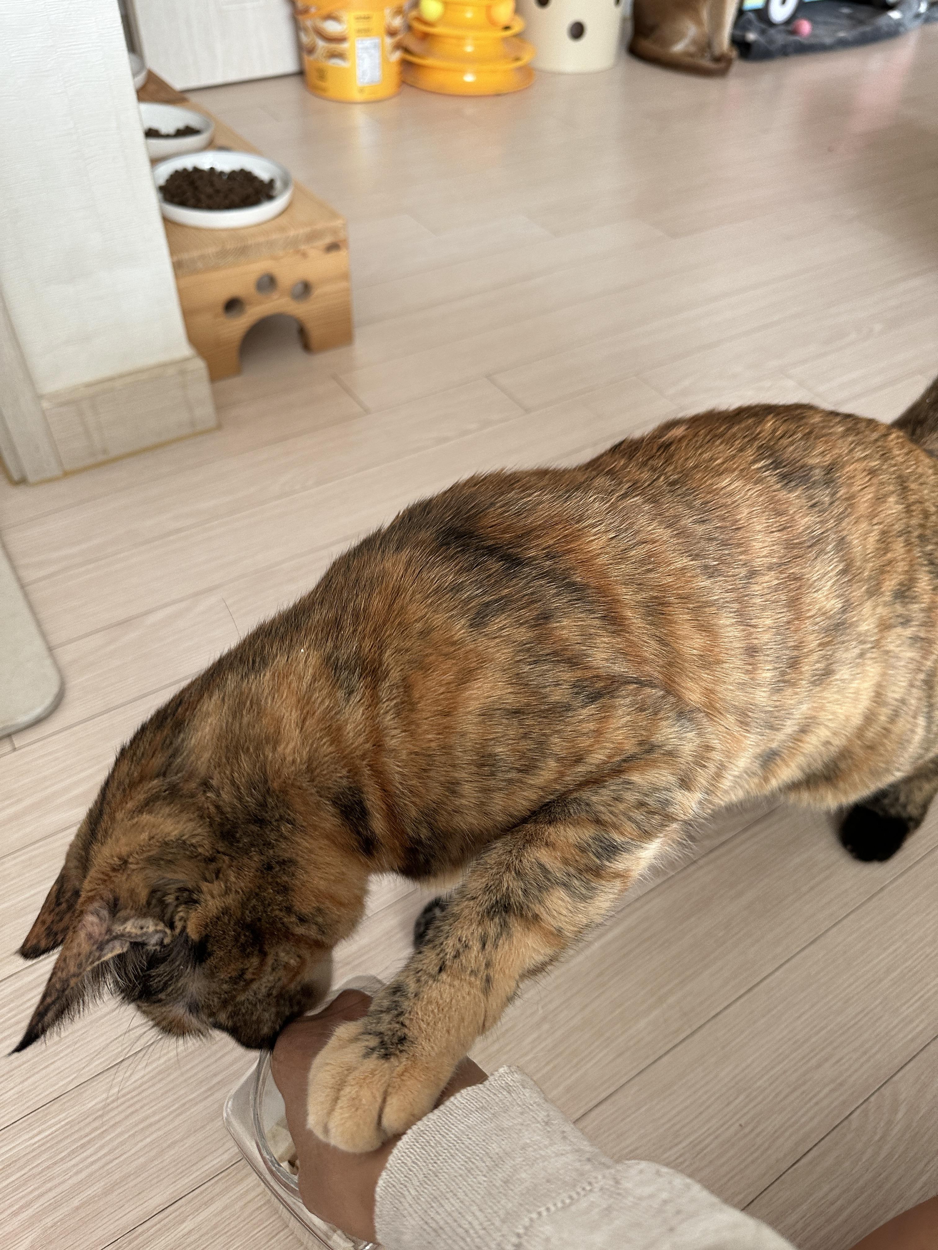 간식앞에서 기다릴줄 아는 '기다려'하는 고양이 사랑이 (feat.건이랑 막둥이)