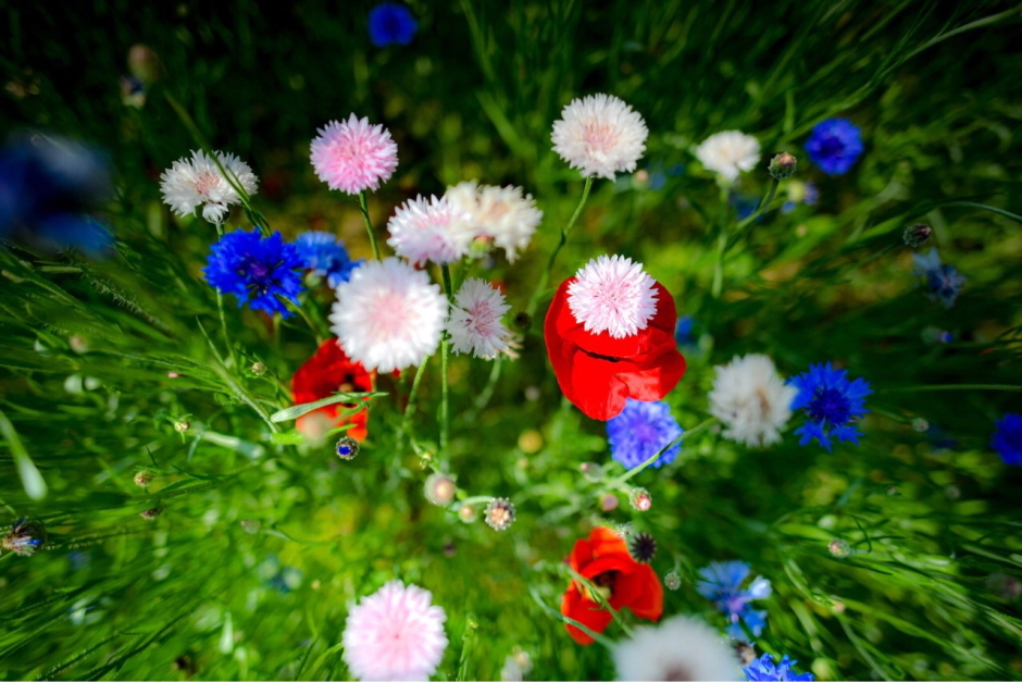 용수골꽃양귀비축제