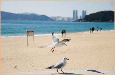 바다로 할인 티켓, 가보고 싶은 섬 홈페이지
