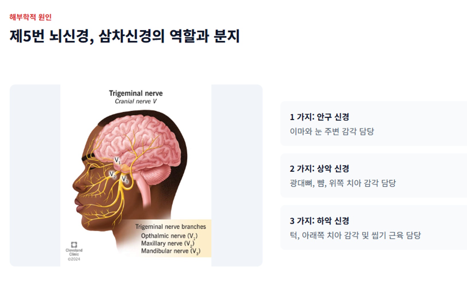 삼차신경통-역할-정현호교수