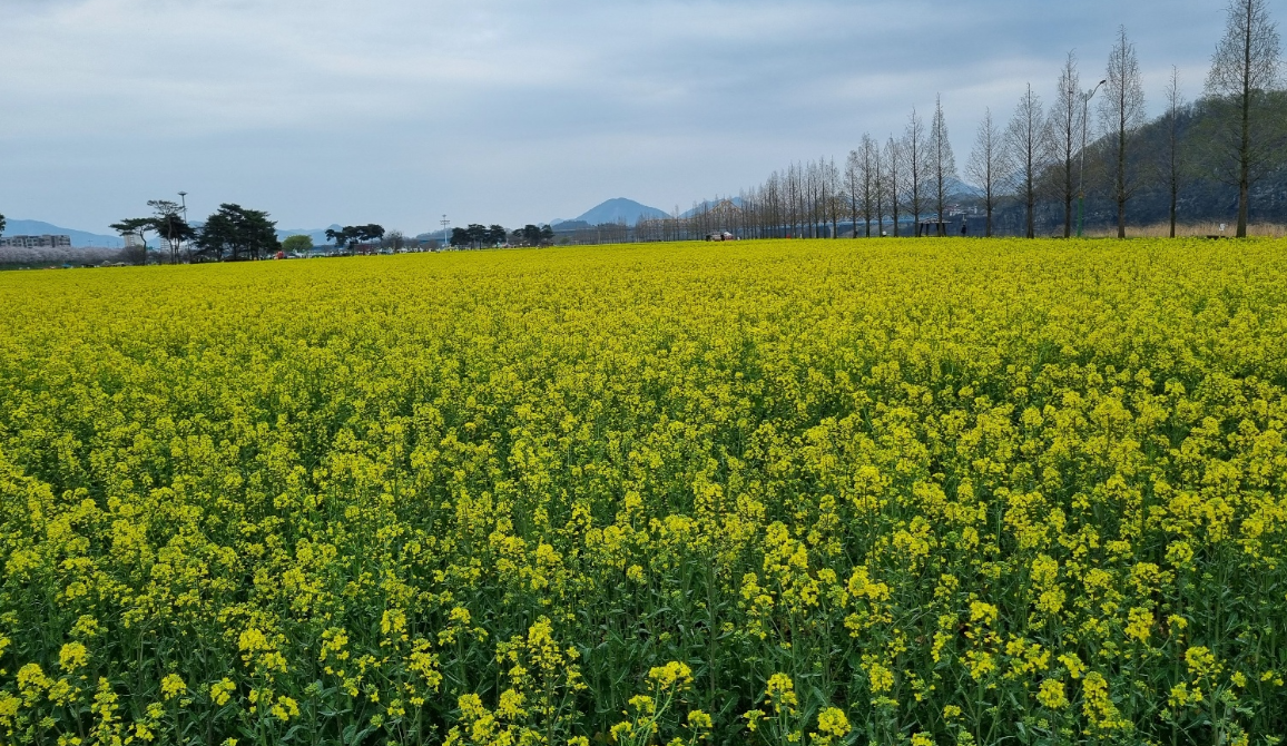 창녕 낙동강유채꽃단지