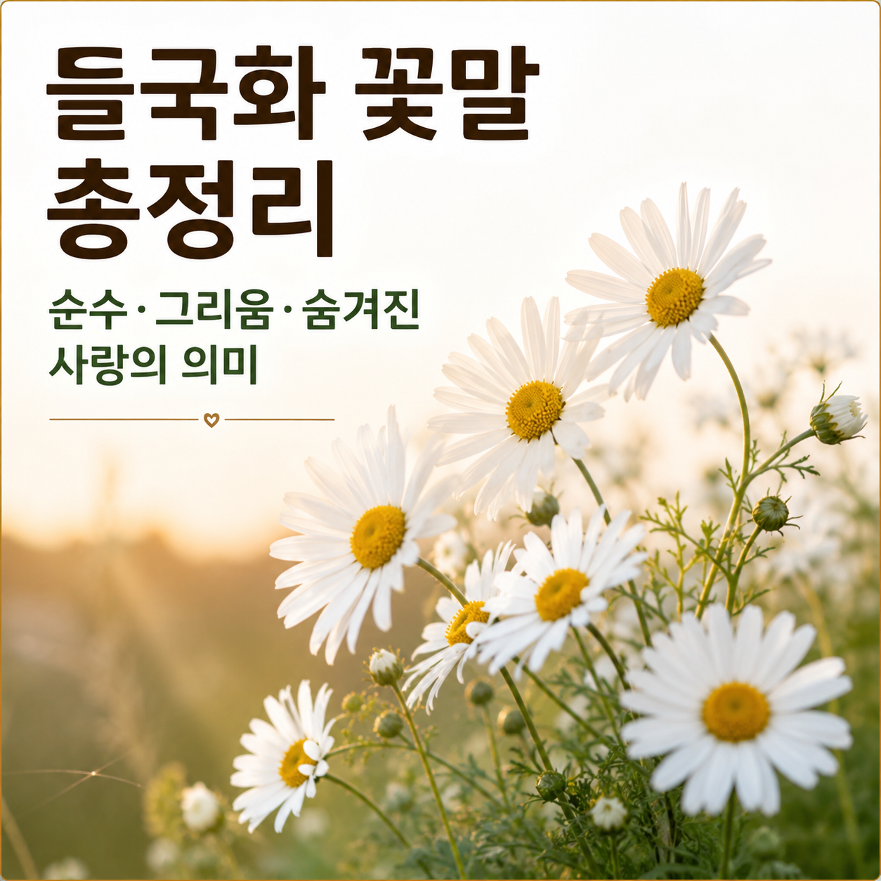 들국화 꽃말