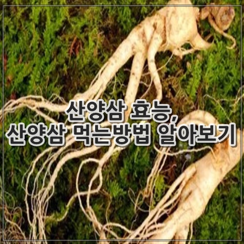 산양삼 효능, 산양삼 먹는방법 알아보기