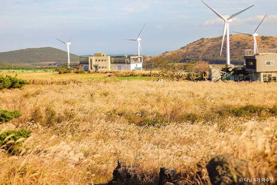 가을 여행지 제주도 은빛 물결 억새 추천 장소
