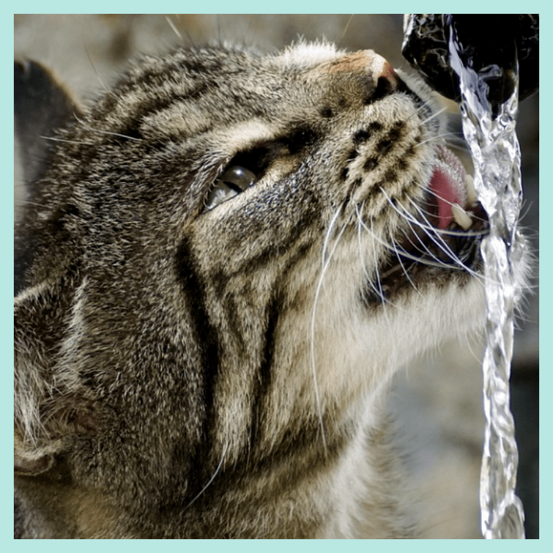 음수량-늘려주는-고양이-급수기