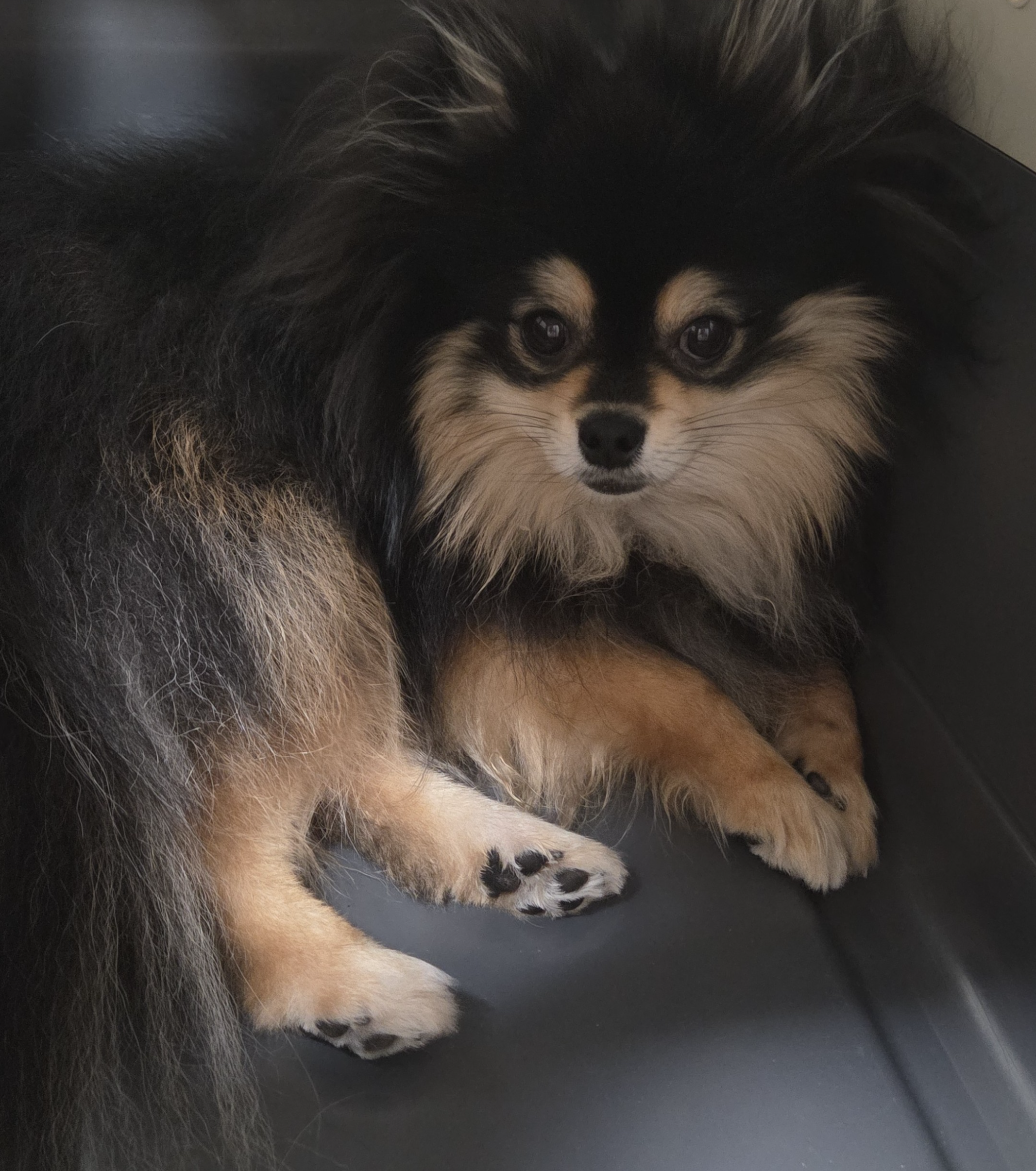 켄넬에 안정적으로 있는 달콩