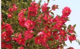 목원 목련축제(2025) 예약 및 여행코스 관련 사진