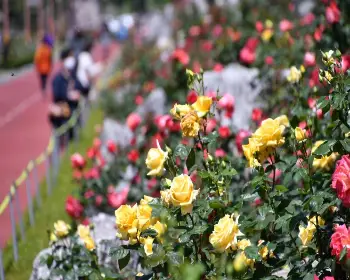 삼척 장미축제_4