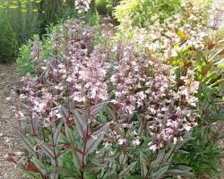 자엽 펜스테몬 이미지 사진