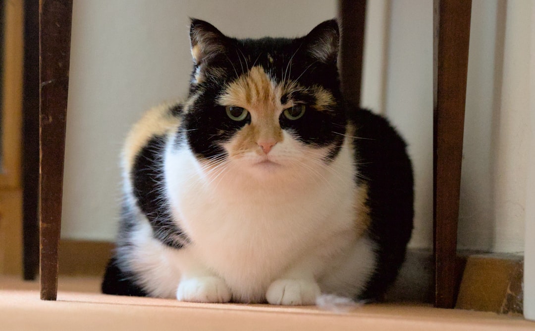 Belly fat
