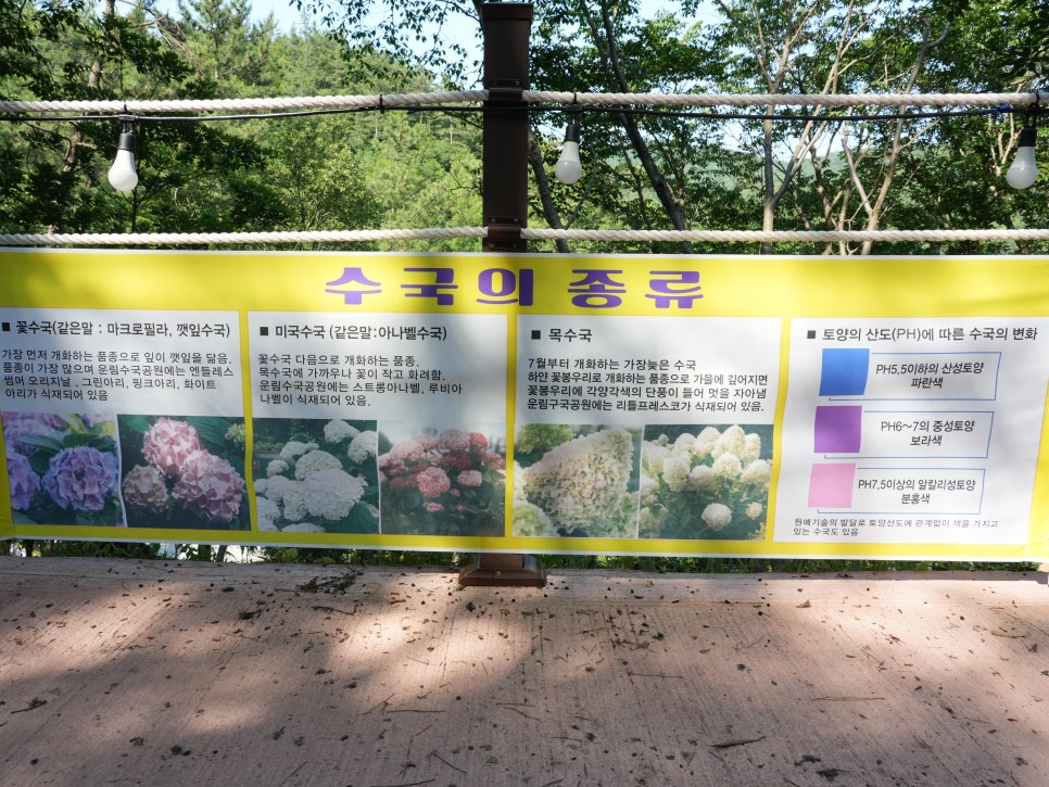 운림수국공원