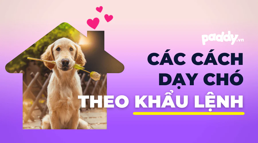 강아기 교육법에 관한 헤더 이미지