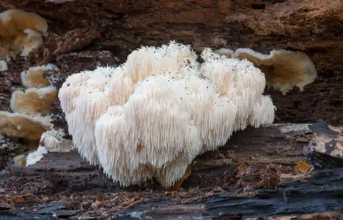 노루궁뎅이버섯 효능 및 영양성분