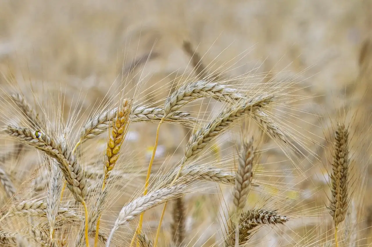 식물 영양소의 길항작용과 상호작용 및 응용 농학 분석