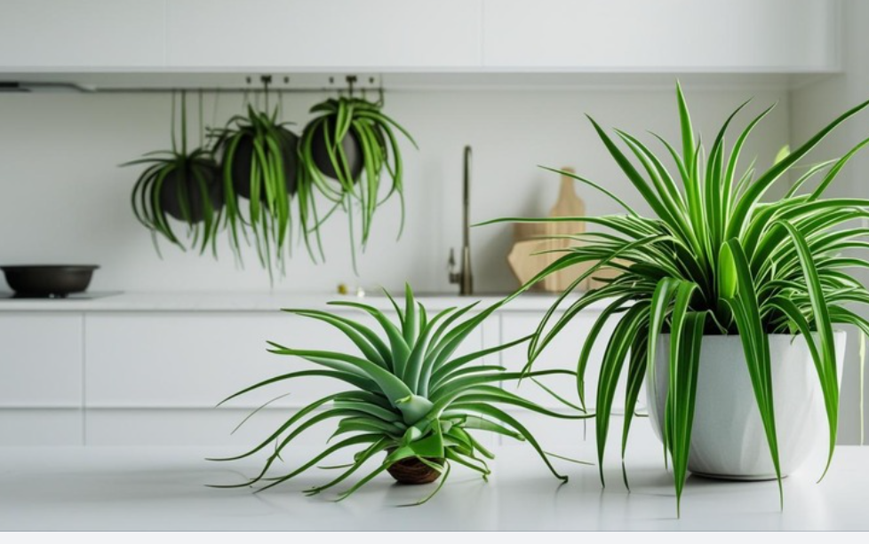 피쿠스움벨라타 식물인테리어