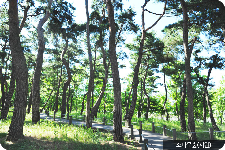 한밭수목원소나무숲(서원)이미지/출처: 한밭수목원 홈페이지