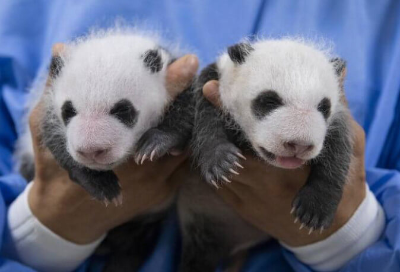 루이바오 후이바오