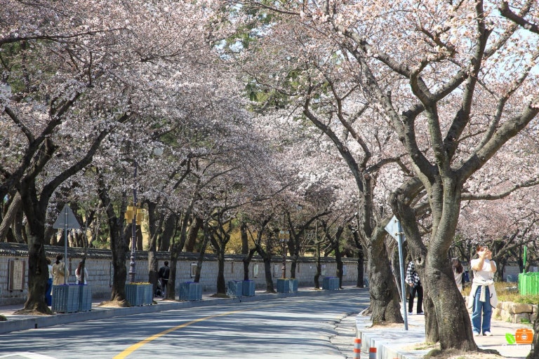 대릉원 돌담길 사진