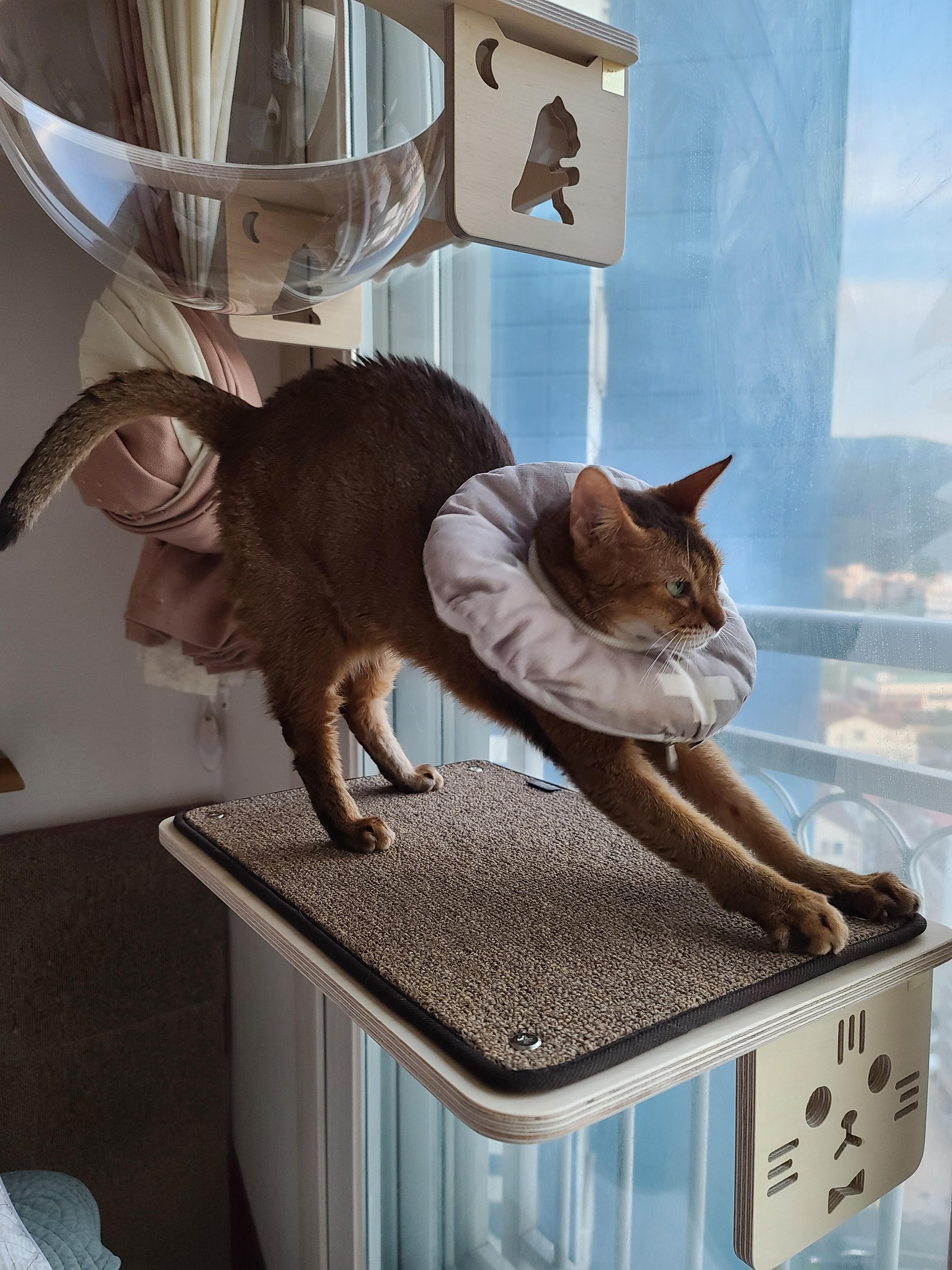 냥냥이들의 캣워크, 캣볼을 달았다. (내돈내산,스압주의)