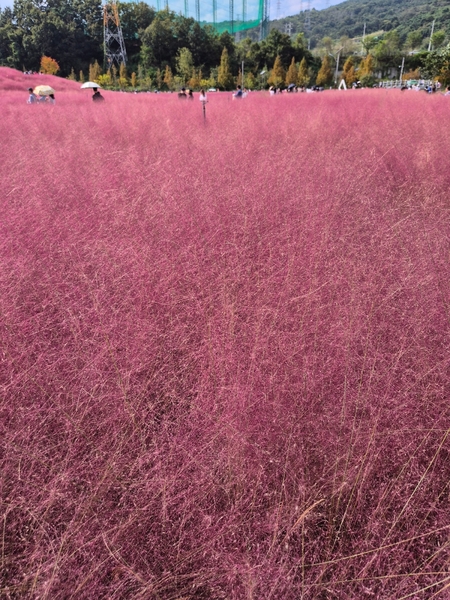 합천 핑크뮬리 신소양체육 공원 맛집 및 무료 주차 꿀팁