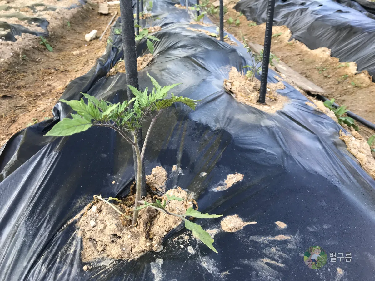 텃밭-모종심기-토마토