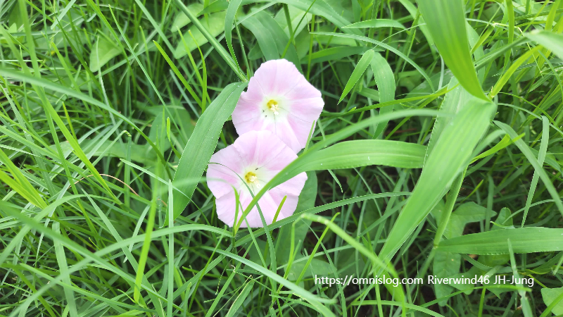 메꽃, 선화(旋花),Bindweed