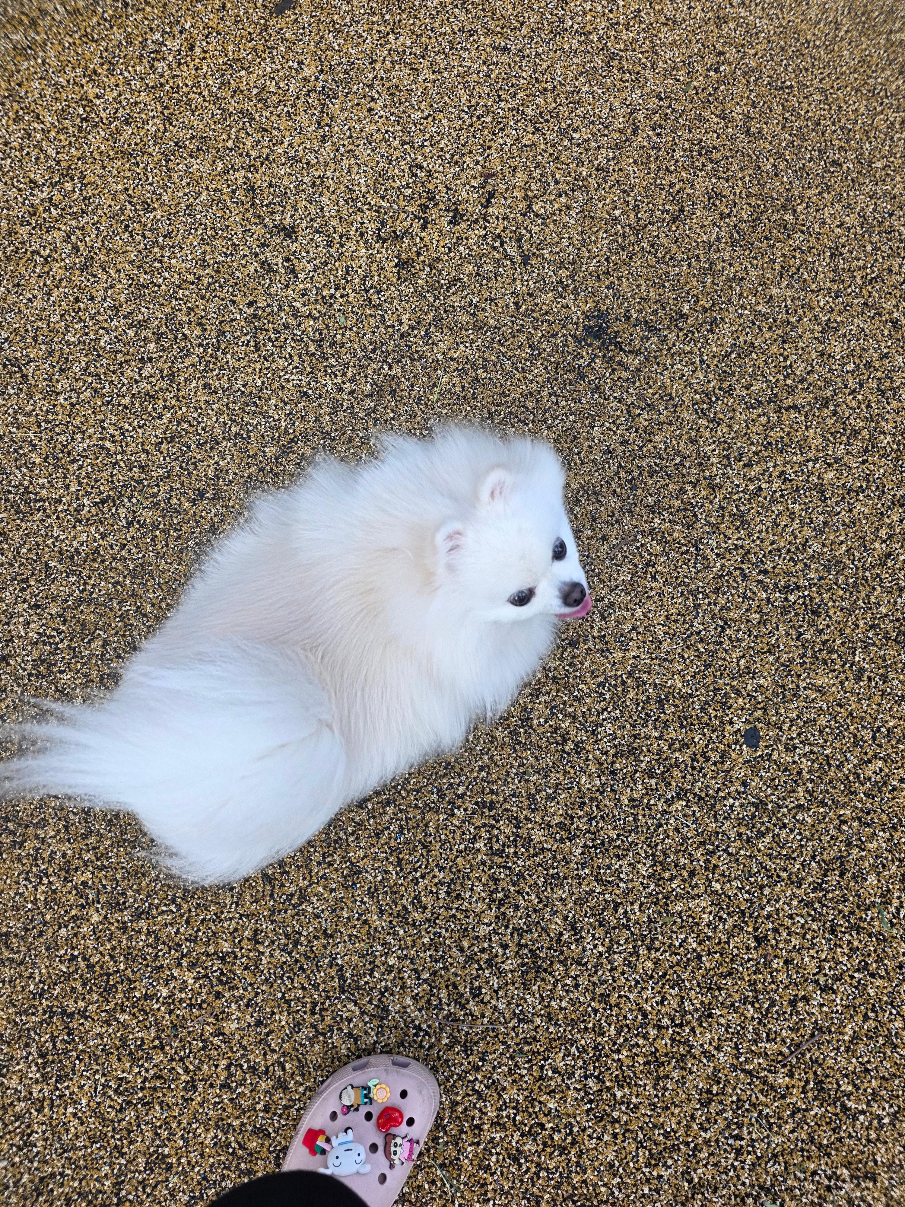 사랑이 산책