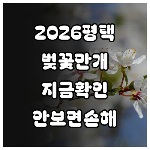 2026 평택 봄나들이 명소와 벚꽃 ..