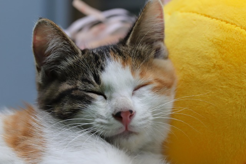 고양이 알레르기 테스트, 검사 종류와 패치테스트 결과 해석&middot;확인법