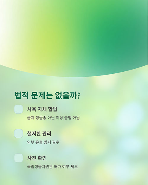 바퀴벌레 키우기, 법적으로 문제는 없을까?