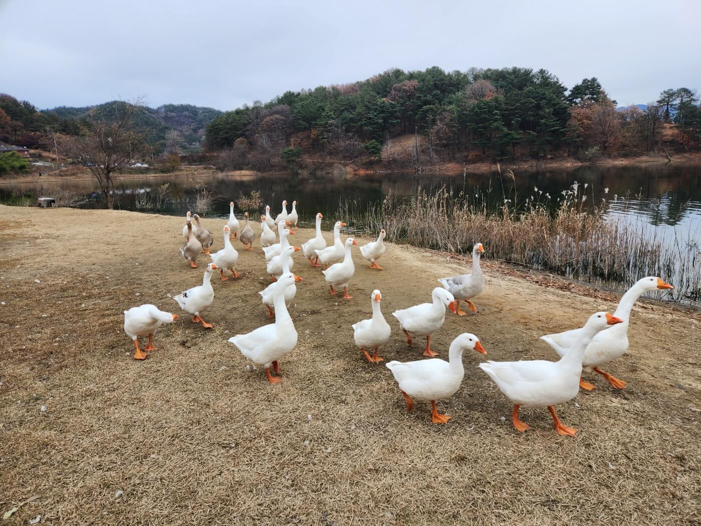 대청호 거위 사진