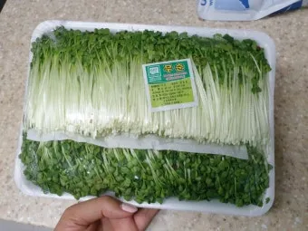 새싹무 재배 씨앗 소독 얇게 파종 통풍 관리_9