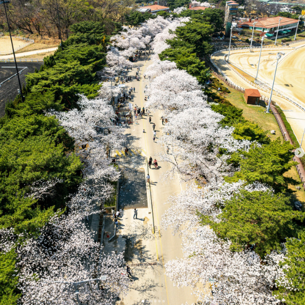 렛츠런파크 서울 벚꽃축제 벚꽃야경