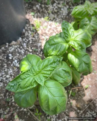 바질 키우기 물주기 수확시기 가지치기 향 유지 실내 허브 가이드_9