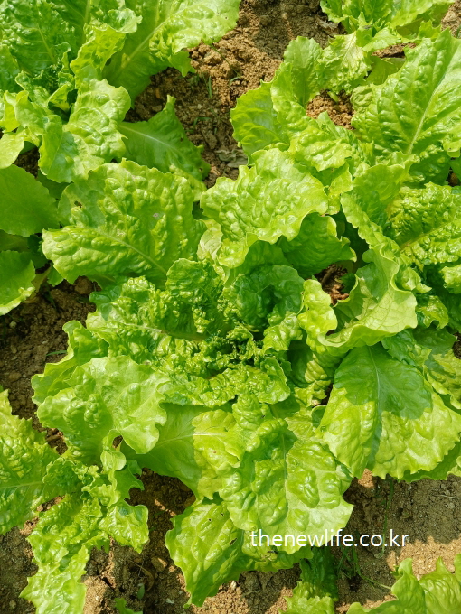 Close-up of green leaf lettuce (Cheong-sangchu) growing in Korean soil-한국 밭에서 자라고 있는 청상추의 근접 촬영 이미지