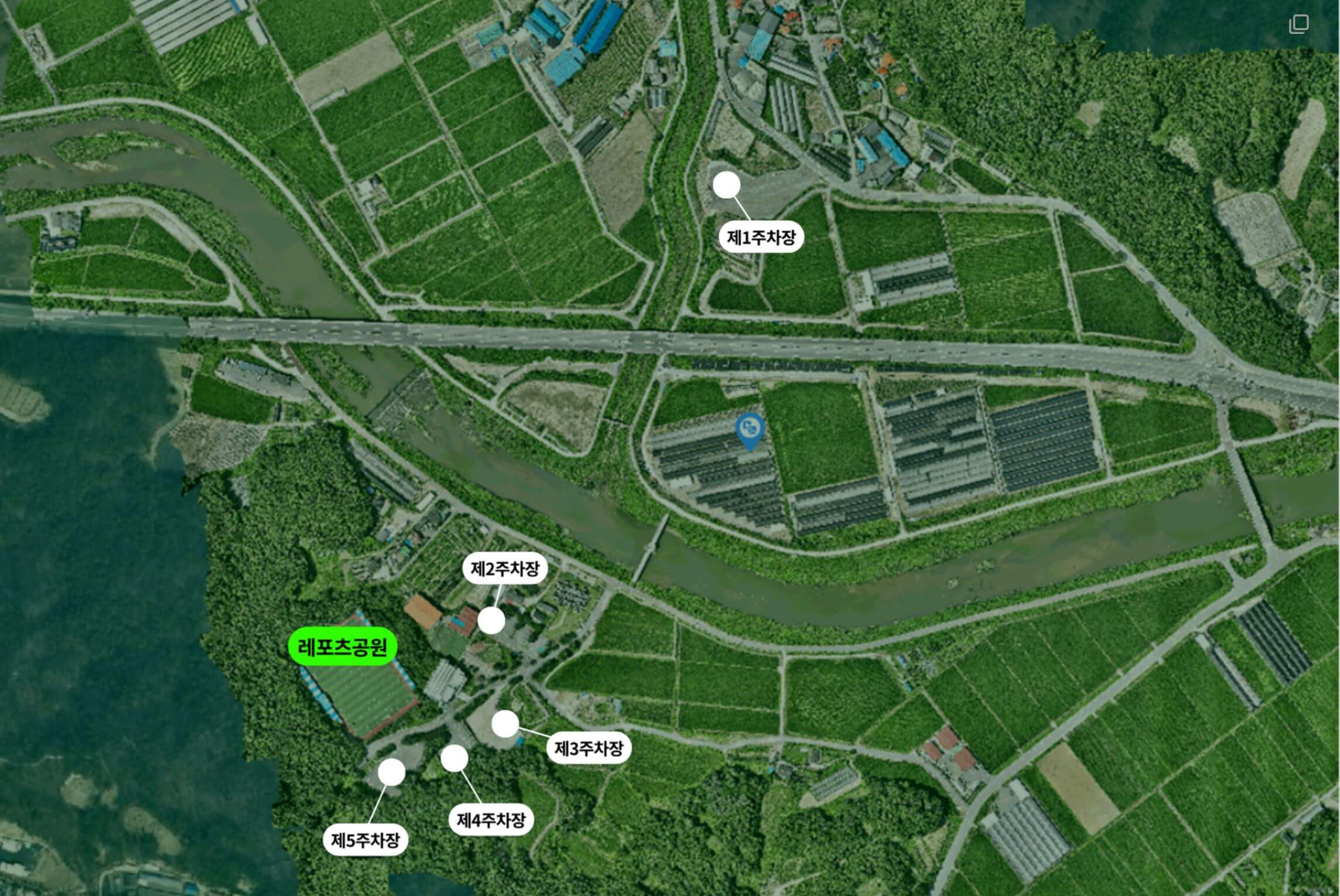 이천 호법 코스모스 꽃축제