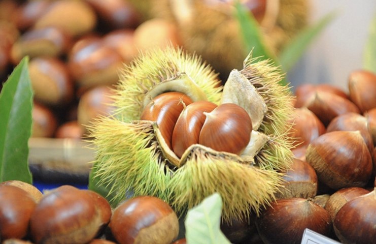 강아지 밤 먹어도되나요